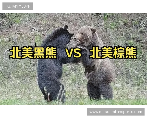 黑熊袭城惊魂，市民陷生死危机，黑熊 袭击